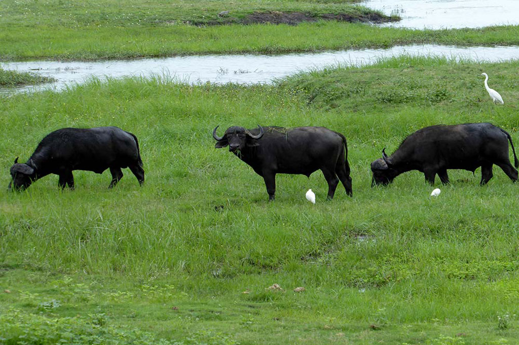 Büffel Okawango