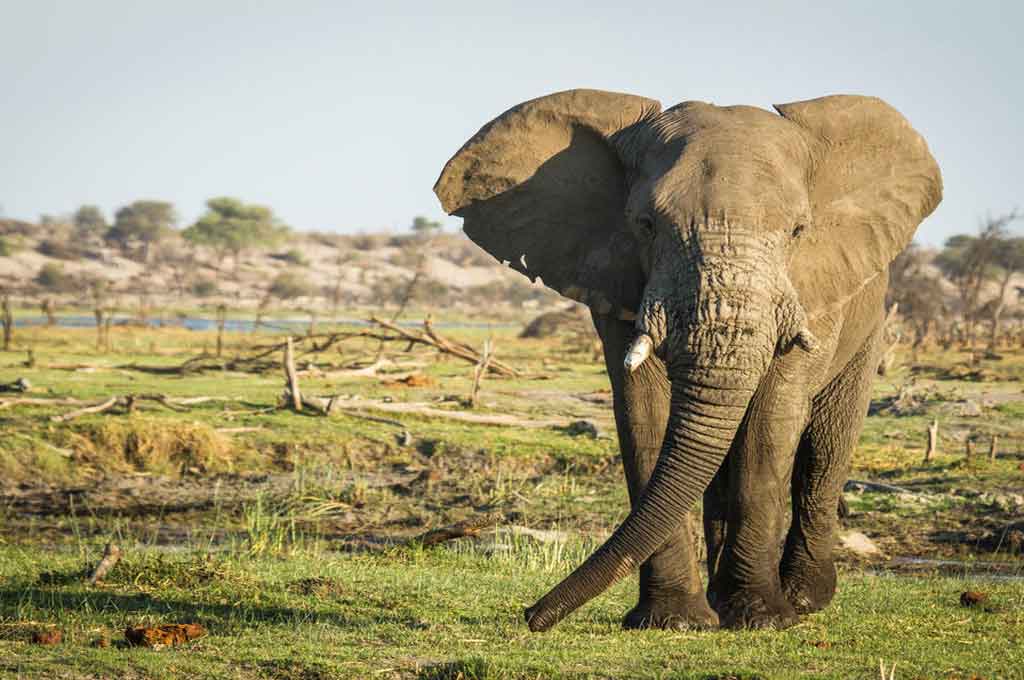 Elefant im Okavango