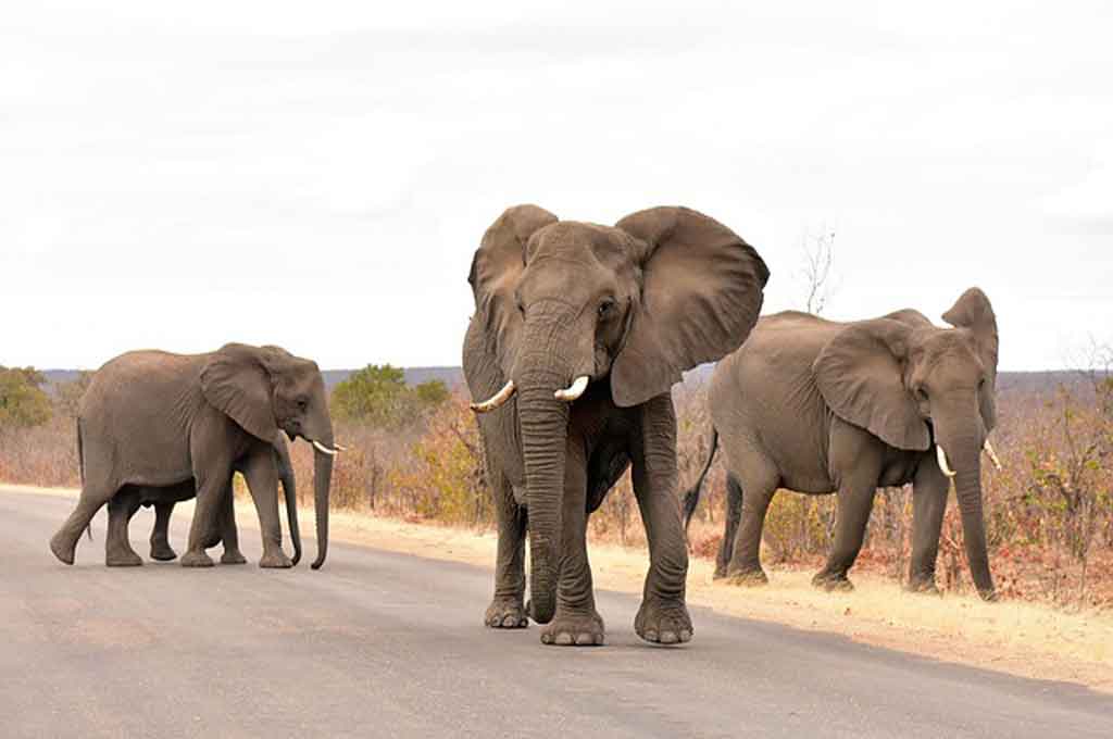 Elefanten Suedafrika