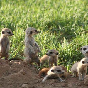 Erdmännchen auf der Farm