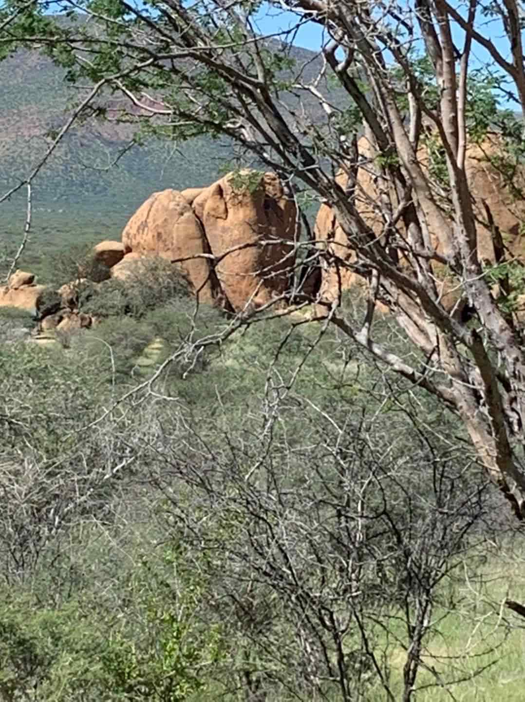 Elefanten Kopf