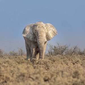 WILDLIFE NAMIBIA