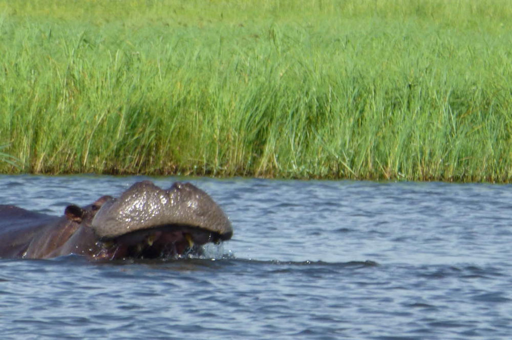 Flusspferd-im-Okanvango