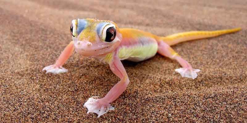 Palmado Gecko