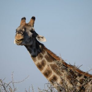 14 TAGE REISE MIT KINDERN IN NAMIBIA