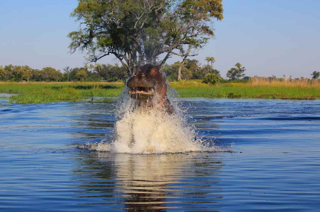 Hippo-im-Okavango-Delta