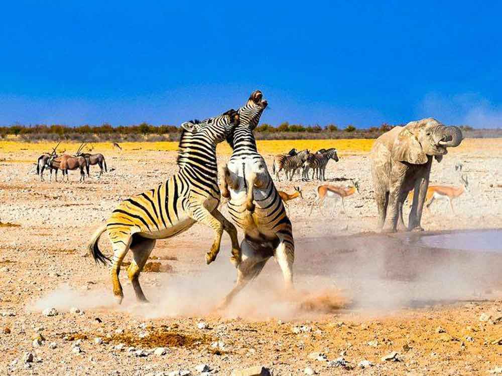 Zebras im Etoscha Park
