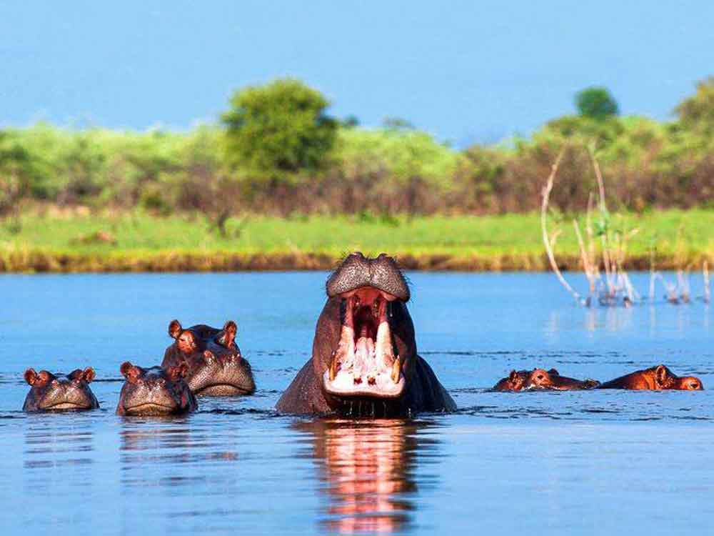 Flusspferde am Kwando Namibia