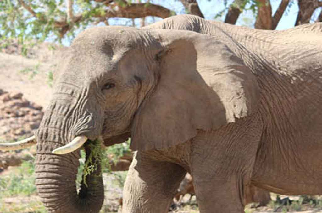 Alter Wüstenelefant