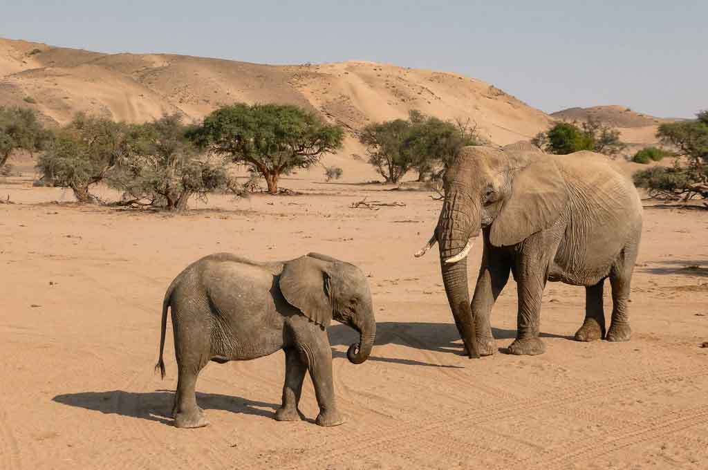 Damaraland Wüstenelefanten