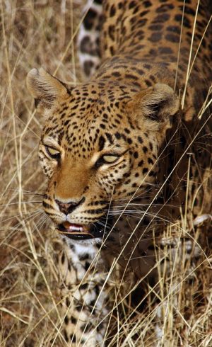 Leopard Namibia