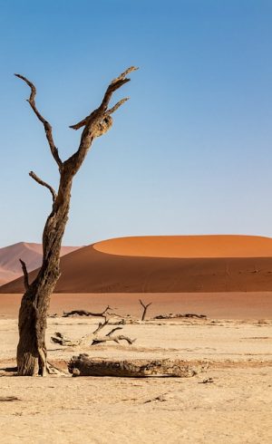 Namibia Wüste Deadvlei