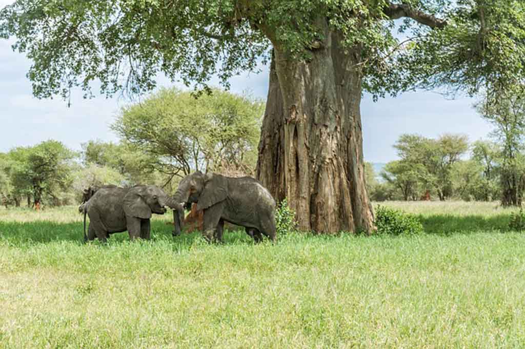 Elephant im Amboseli NP