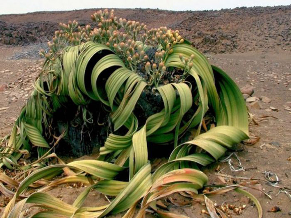 Welwitschia Mirabilis. Swakopmund