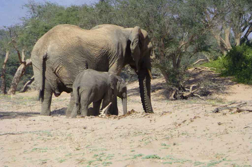 Wüstenelefant mit Jungtier