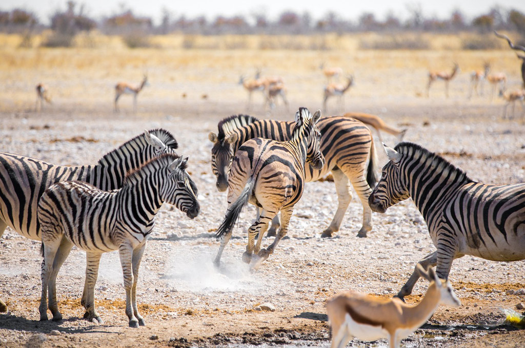 zebras-Etoscha